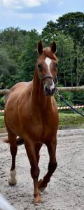 Poulinière origines dressage