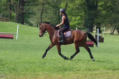 Cheval de sport 5 ans