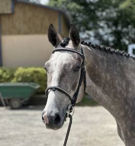 Hongre sf 3 ans par cabachon