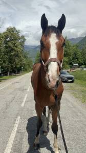 Cheval de sport 