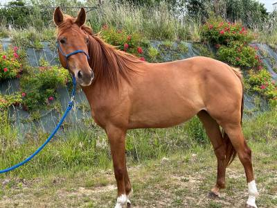 Jument cso par rock n roll semilly