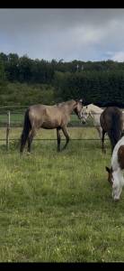 Tres belle jument 2ans