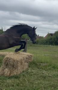 Hongre akhal teke