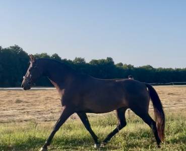 Hongre akhal teke