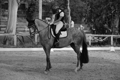 Ruin Franse rijpony PFS Te koop 2011 Appaloosa ,  FLIPPER D'ELLE