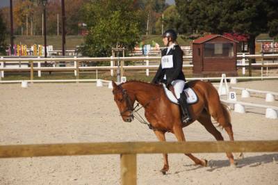 Hongre trotteur 14 ans