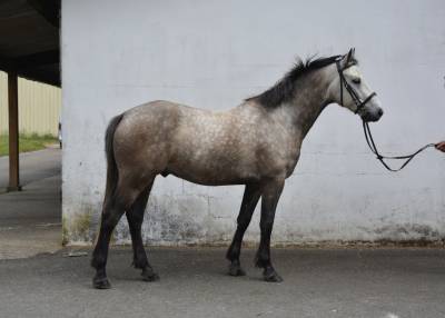 Sublime poney connemara de 5 ans