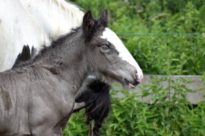 Peter-pan, poulain irish cob noir