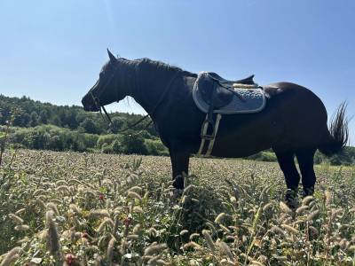 Jument merens - 6 ans