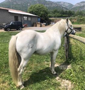 Cheval camargue