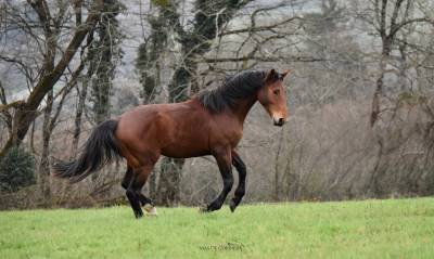 Sf par mylord carthago - 4 ans