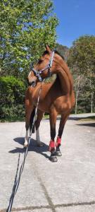 Hongre cheval de sport irlandais a vendre 2009 bai par ars vivendi ( holst, )