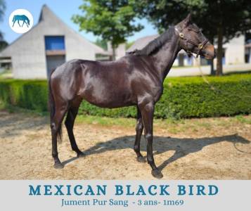 Mexican black bird, jument pur sang, 3 ans