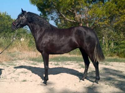 Magnifique jument pure race espagnole