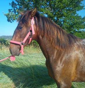 Petite pouliche pure race espagnole