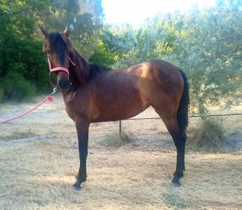 Petite pouliche pure race espagnole