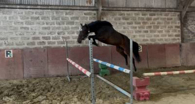 Top jument 3 ans bisquet balou gfe