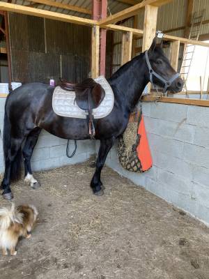 Ponette taille c 7 ans 