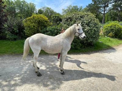 Caballo castrado otra raza de poni en venta 2006 tordo