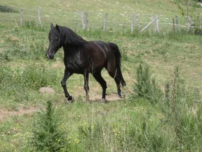 Jument rocky mountain horse de 5ans