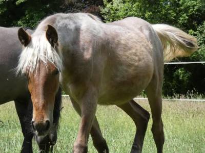 Pouliche rocky mountain horse silver bai roan de 1an