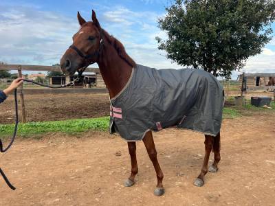 Anglo arabe de 4 ans 