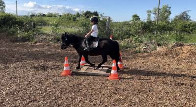 Ponette sheltand