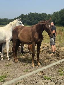Pouliche 2 ans