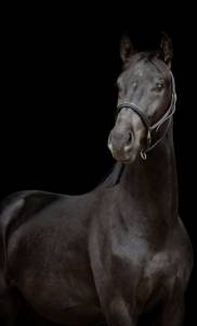 Superbe hongre dressage par don juan 