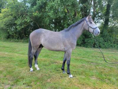 Mâle sf 3 ans