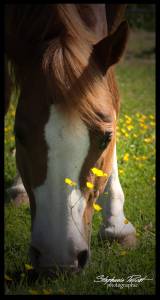 Qh entier idéal élevage et sport : hqh smoky gun olena