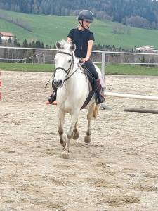 Poney 135