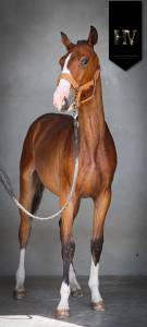 Poulain Lusitanien Ouro JLC x Esperta Sernadinha 
