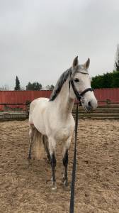À vendre – Magnifique étalon PRE de 10 ans, dressé haut