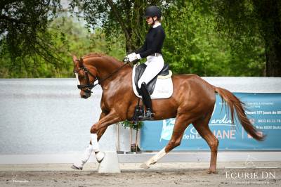 Super jument hanovrienne de 6ans pour dressage, cce