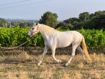 Plusieurs chevaux disponible à la vente 