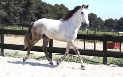 Plusieurs chevaux disponible à la vente