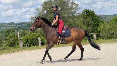 A vendre cheval de balade et loisir