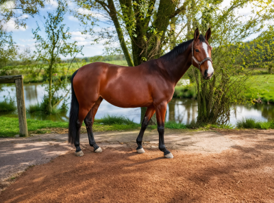 Yegua silla francés en venta 2019 bayo moreno por quidam de revel