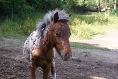 Poulain cheval miniature américain pp amha