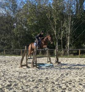 Cheval d'école ou loisir
