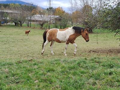 Poney d