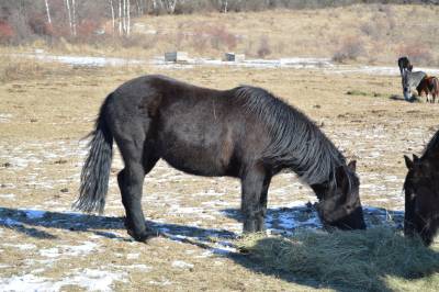 Poney b