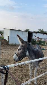 Asno Altre Razze di Asini In vendita 2019 Scuro