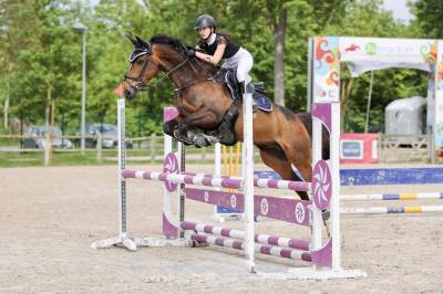 Hongre zangersheide 13 ans