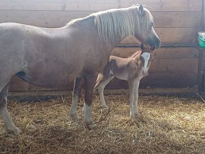 Veulen (ml) welsh pony (section b) te koop 2025 vos