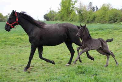 Poulain oldenbourg de sport 