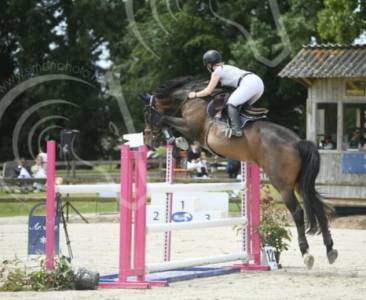 Jument de sport