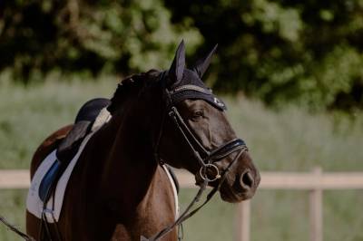 Hongre - Lusitanien - 12 ans - Dressage / Loisir 