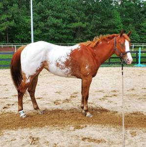 Beautiful appaloosa